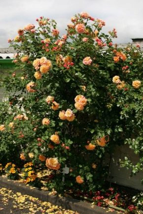 Описание и выращивание роз сорта «Алоха»