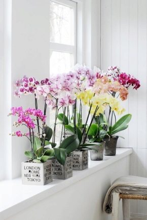 Виды и сорта орхидей 