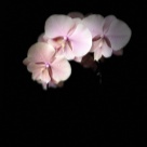 Отзыв про Орхидея Осенний ветер
