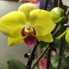 Отзыв про Орхидея Мирафлор