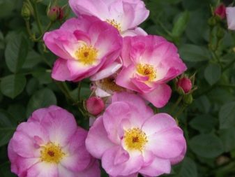 Устойчивость розы флорибунда к болезням