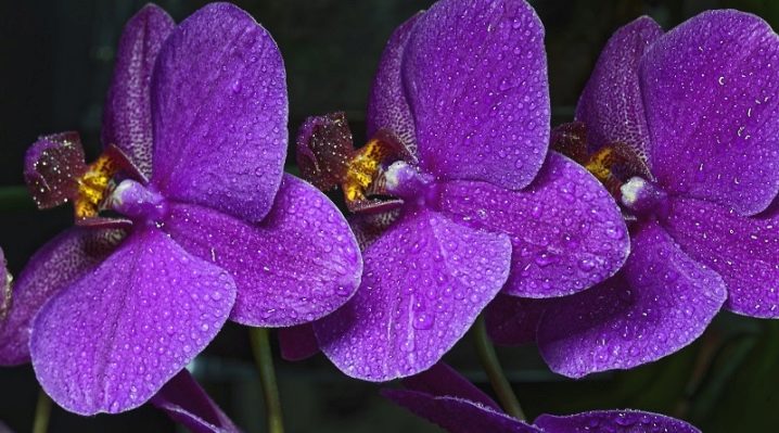 Фиолетовые орхидеи (30 фото): названия сиреневых и лиловых, пурпурных и темно-фиолетовых разновидностей