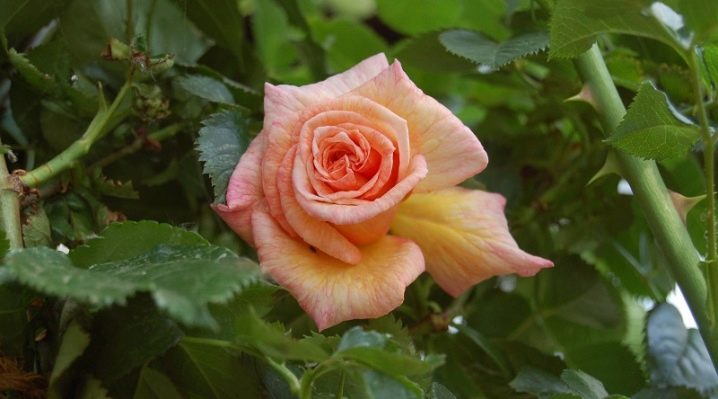 Роза «Барок» (22 фото): описание плетистого сорта роз из питомника Тантау, отзывы
