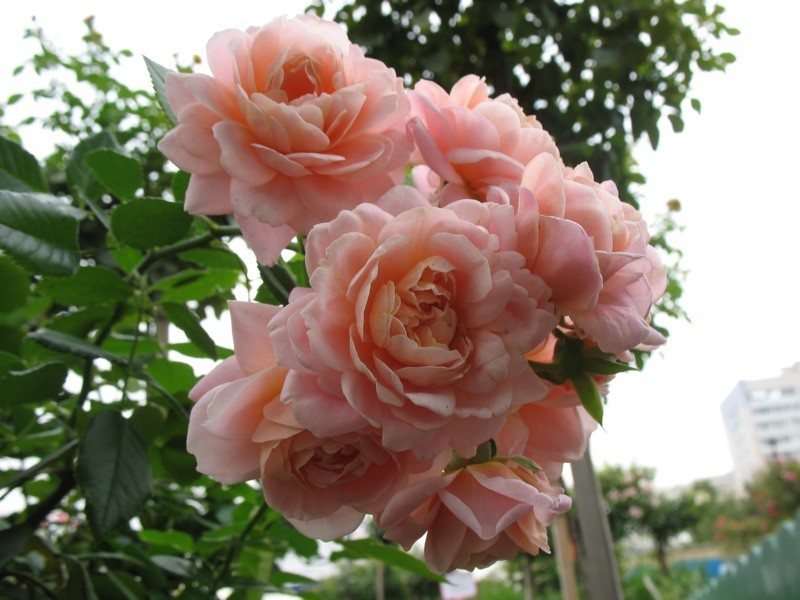 Сорт «Августа Луиза» розы флорибунда: характеристики и описание